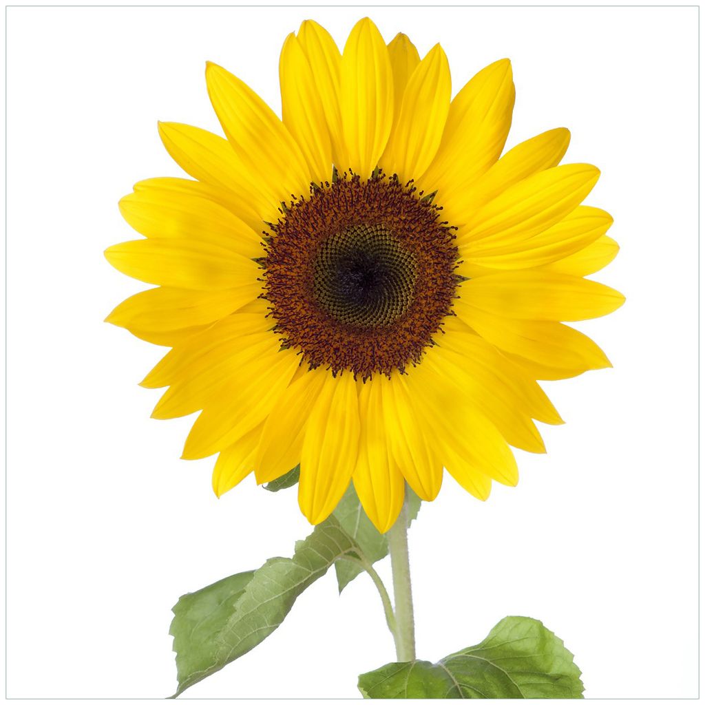 Wallario Magnet für Kühlschrank / Geschirrspüler, magnetisch haftende Folie - 60 x 60 cm, Motiv: Sonnenblume