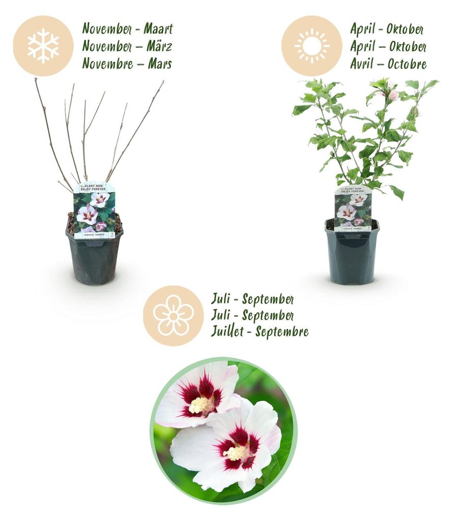 Green boutiQ - Gartenpflanze - Hibiscus syriacus Hamabo - Garten-Hibiscus - Winterhart - Weiß - Rosa - 3 Pflanzen - Topf 17cm - Höhe 45cm