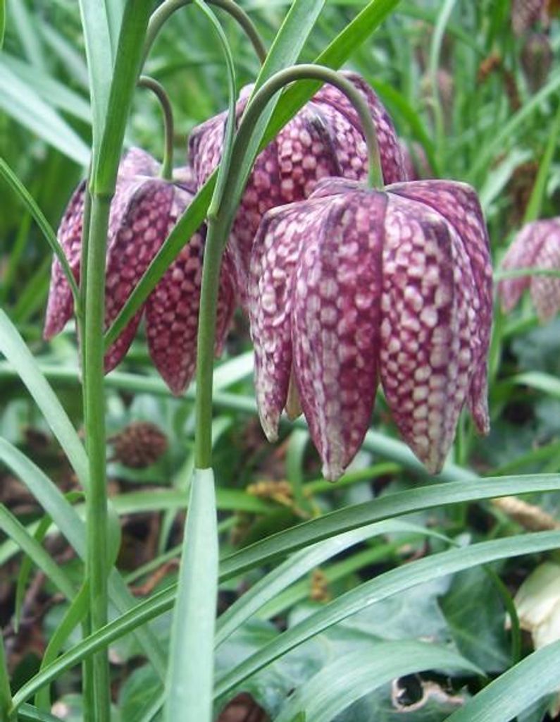 Schachbrettblume Kiebitzei - 20 Samen Produktbild 