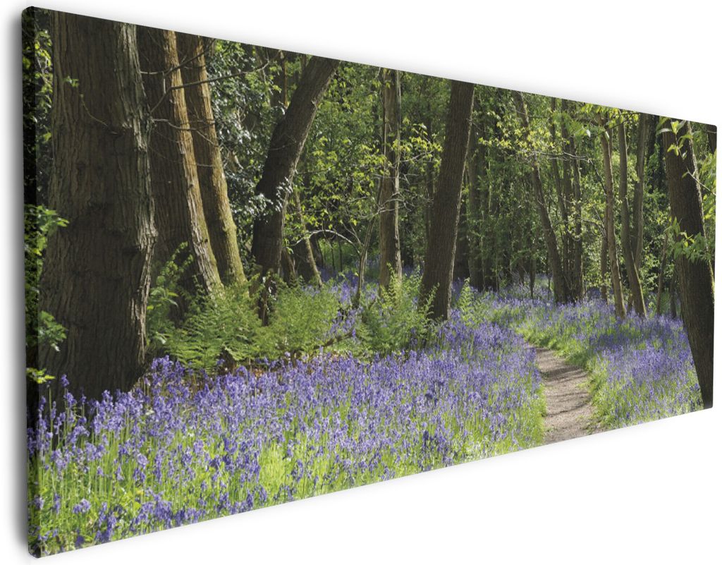 Wallario Premium Leinwandbild Wiese voller blauer Hasenglöckchen im Wald in Größe 60 x 150 cm