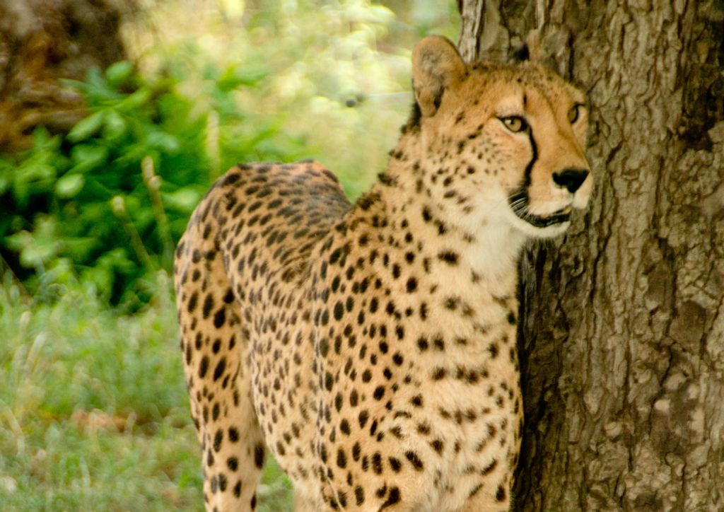 hansepuzzle 75455 - Gepard Puzzle, 260 Teile, Tierwelt, 41,0 x 28,0cm mit hochwertiger Aufbewahrung, Kartonbox und wiederverschließbarem Beutel