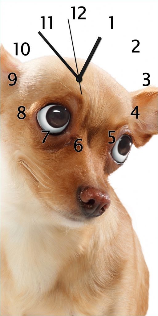 Wallario Design Wanduhr bedruckt, Größe 30 x 60 cm, Motiv: Lustiger Hund mit fliegenden Ohren