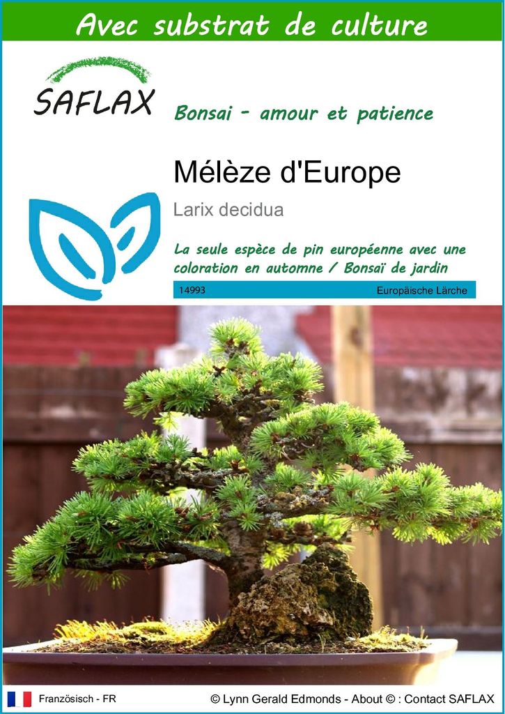 SAFLAX  - Mélèze d'Europe - 75 graines - Avec substrat - Image du produit 