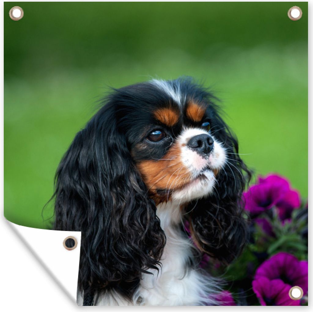 MuchoWow 100x100 cm Outdoor-Poster Gartendeko Sichtschutz Garten Poster für den Garten Cavalier King Charles Spaniel mit lila Blumen