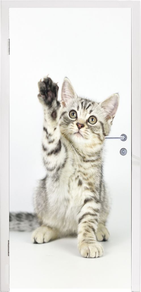 MuchoWow Türtapete Selbstklebende Türfolie Kätzchen - Pfote - Weiß - Mädchen - Kinder - Jungen - Kind 80x215 cm Türposter Türaufkleber Kle...