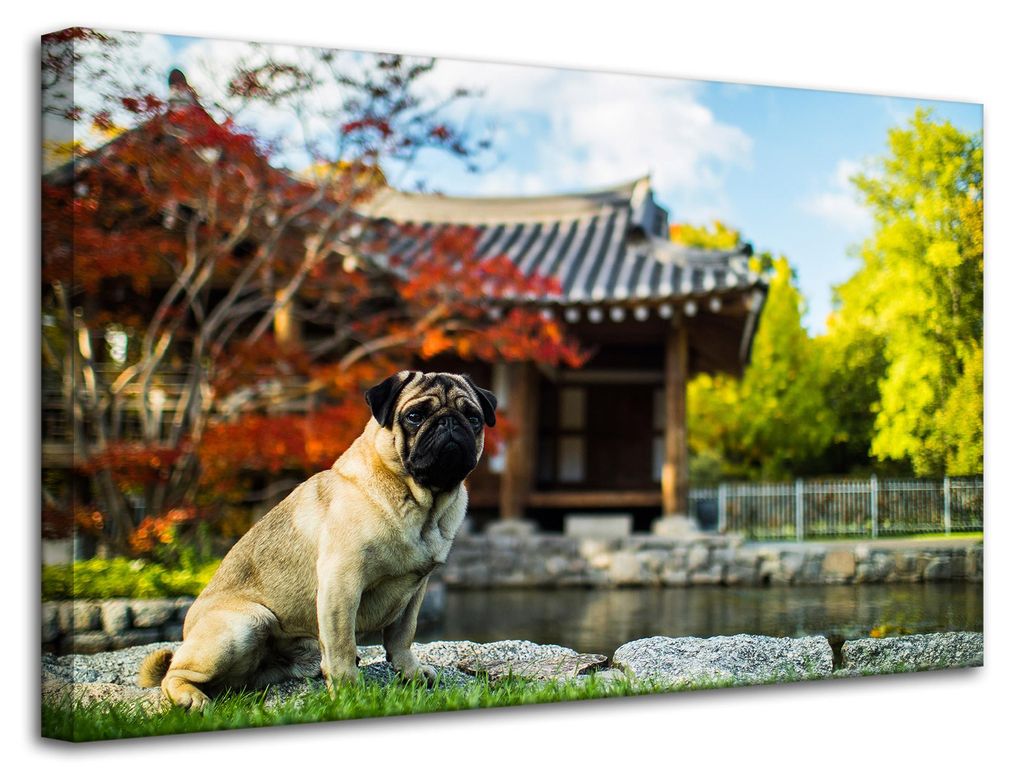 Leinwanddruck Tiere Mops Hund 80x50 cm
