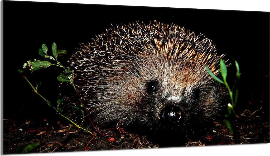 Glasschutzplatte für den Herd 90x52 Igel