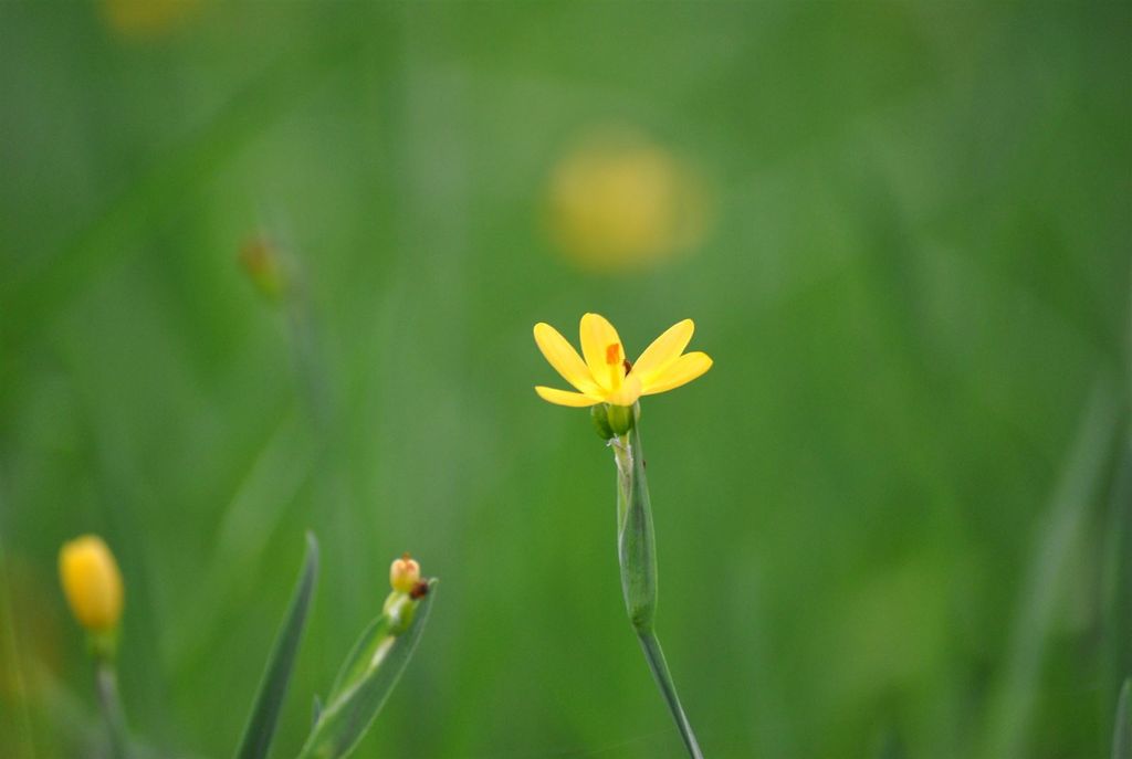 Sisyrinchium californicum, gelbblühend, ca. 9x9 cm Topf Produktbild 