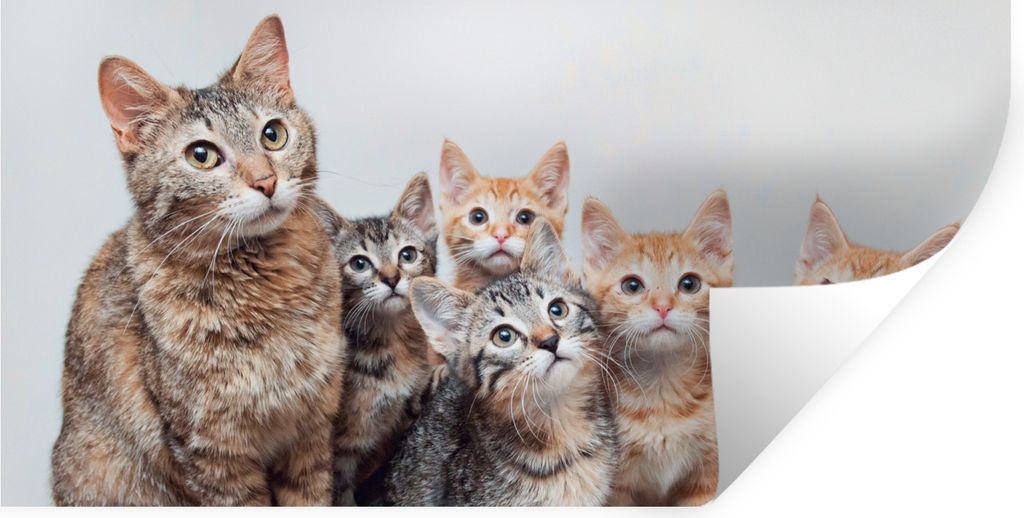 MuchoWow Wandtattoo Wandsticker Wandaufkleber Katze - Kätzchen - Fell 160x80 cm Selbstklebend und Repositionierbar - Sticker - Dekorfolie