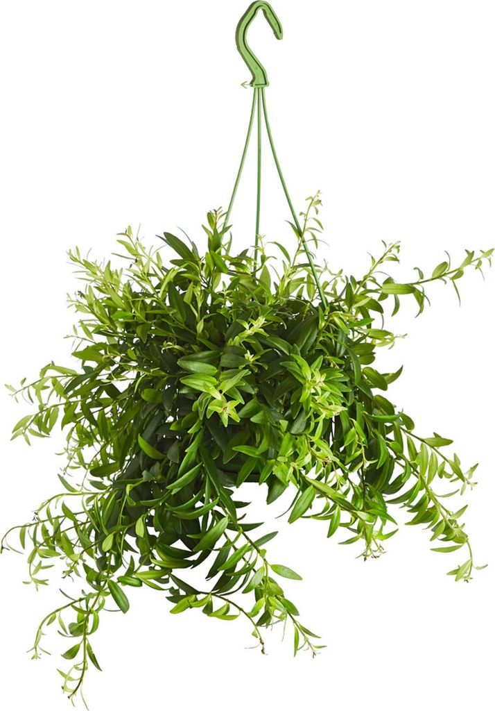 Dehner Schamblume, Aeschynanthus japhrolepis, Ampelpflanze, Produktbild 