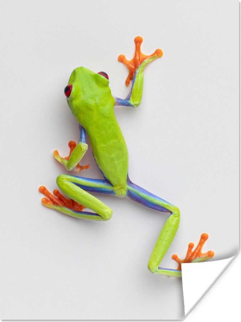 MuchoWow Poster Frosch - Tiere - Grün 30x40 cm - Wandplakat - Poster Kinderzimmer