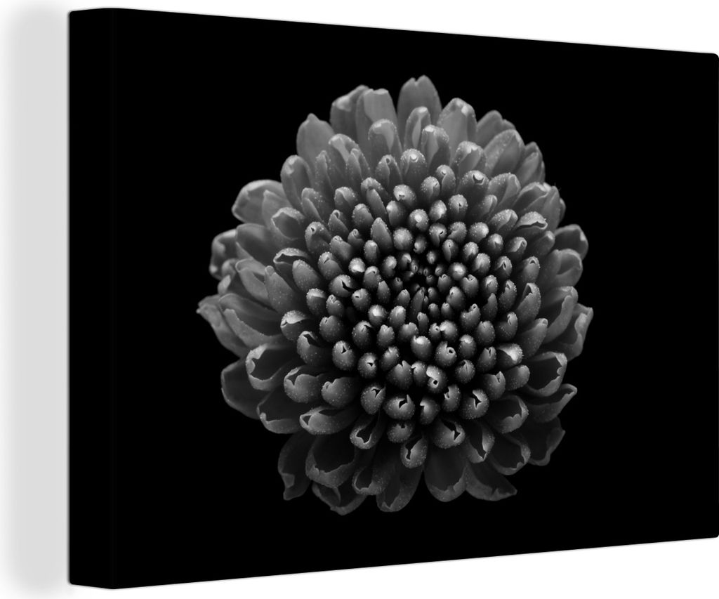 OneMillionCanvasses - Leinwandbilder - 140x90 cm, Eine Chrysantheme Blume auf schwarzem Hintergrund - schwarz und weiß, Wandbilder Kunstdruck Wa...