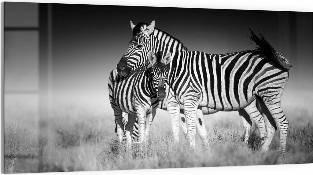DEQORI Magnettafel Glas 100x50 cm 'Zebras beieinanderstehend' beschreibbar Whiteboard
