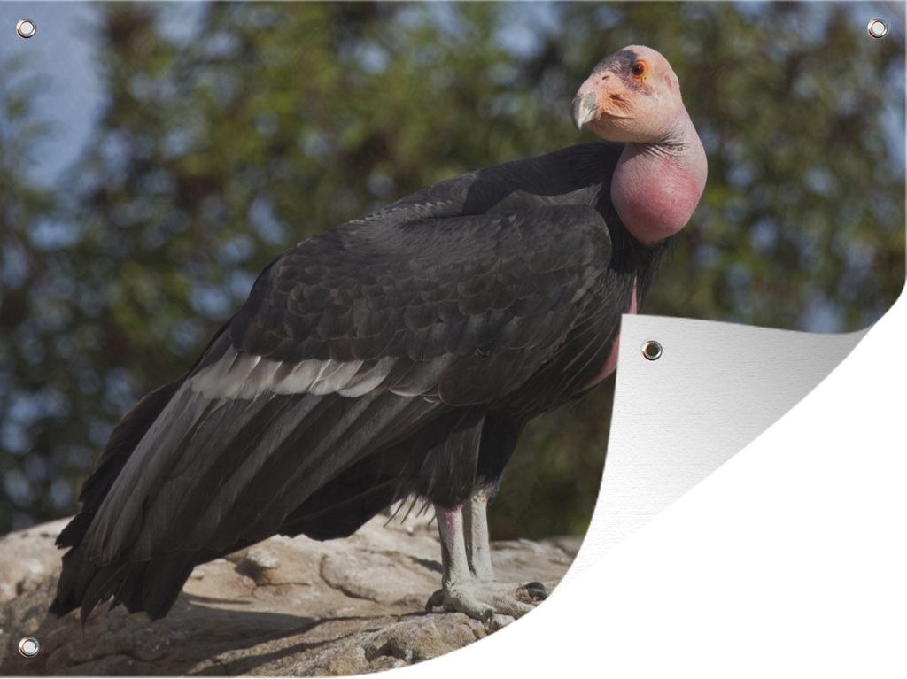 MuchoWow 80x60 cm Outdoor-Poster Gartendeko Sichtschutz Garten Poster für den Garten Ein kalifornischer Kondor auf einem Felsen in der Sonne