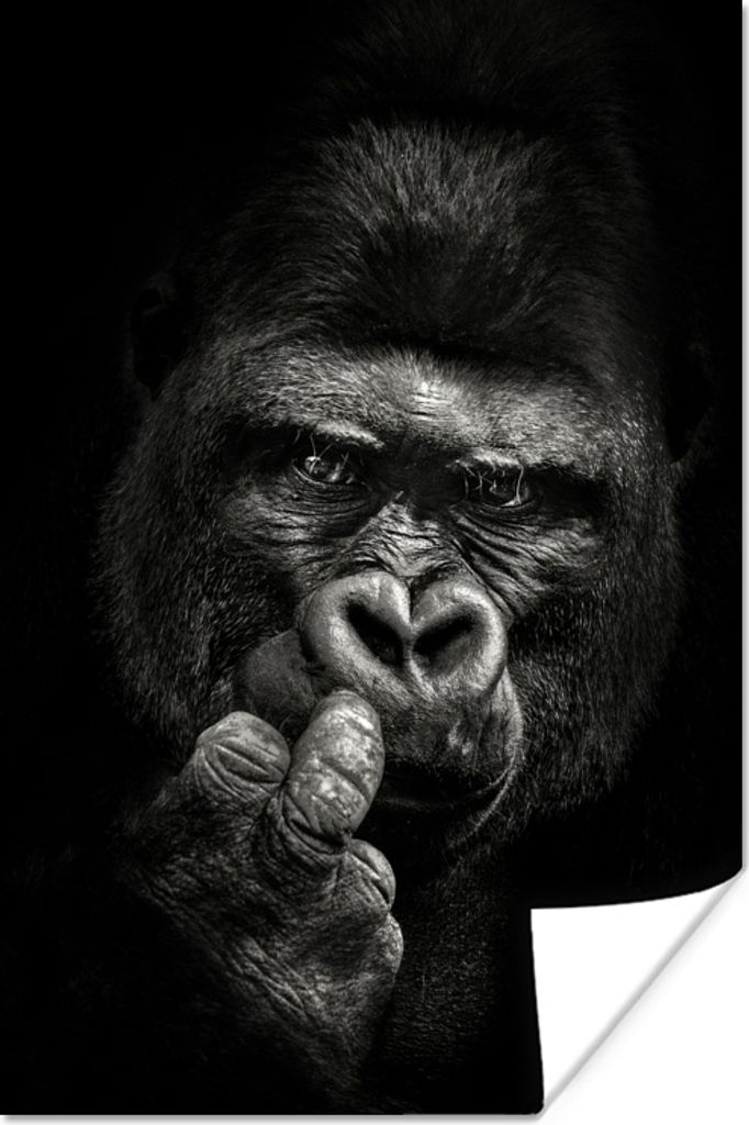 MuchoWow Poster Nahaufnahme eines Gorillas auf schwarzem Hintergrund 60x90 cm - Wanddekoration