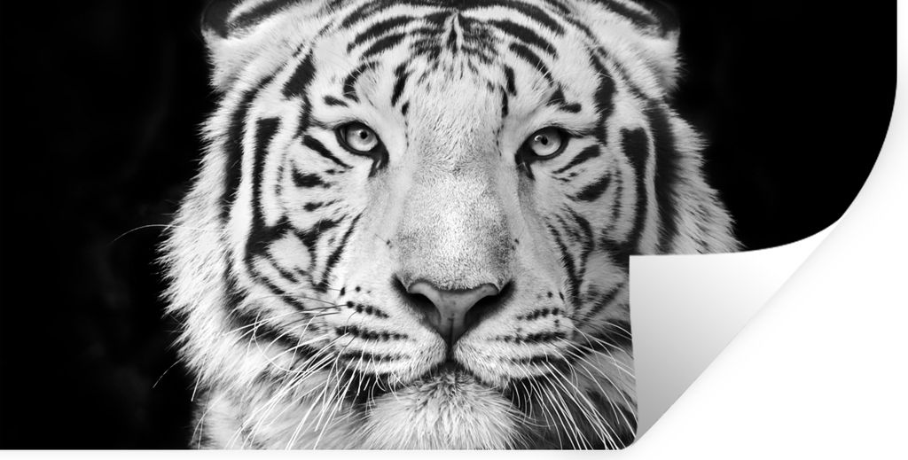MuchoWow Wandtattoo Wandsticker Wandaufkleber Tiger - Schwarz - Weiß - Porträt - Tiere 80x40 cm Selbstklebend und Repositionierbar - Aufkleber