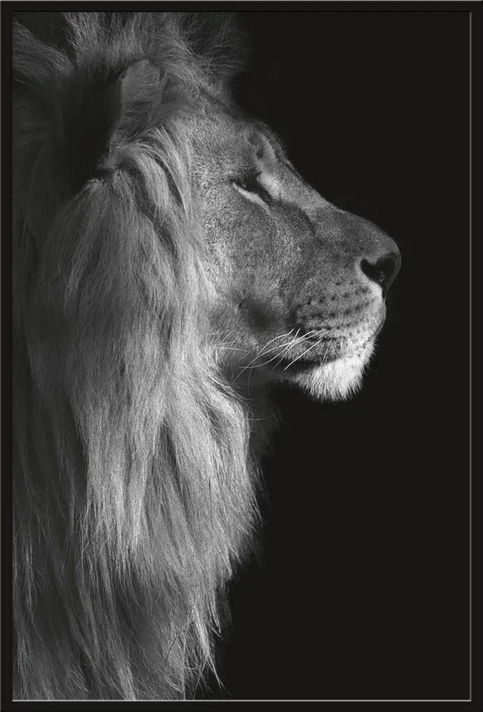 Décoration murale Lion avec cadre noir Shinsuke et vitre acrylique
