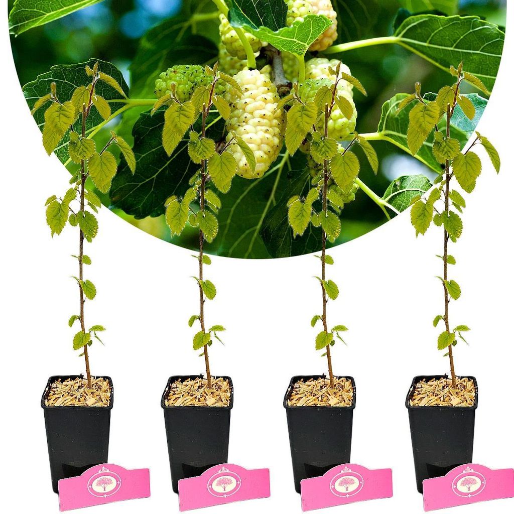 Lot de 4 mûriers blancs (Morus alba) – Hauteur : 25 cm – Image du produit 