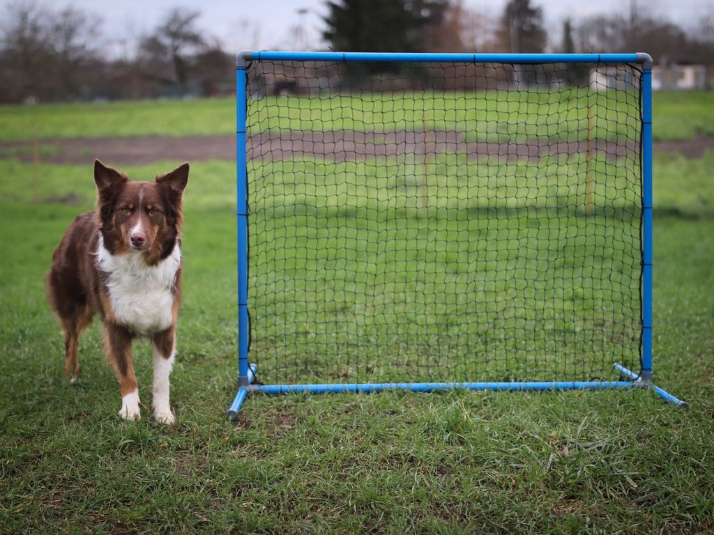 Agility Set für kleine und mittelgroße Hunde, Hundesport Produktbild 5