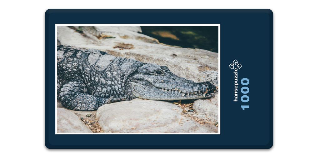 hansepuzzle 16827 - Krokodil Puzzle, 1000 Teile, Tierwelt, 60,0 x 46,0cm mit hochwertiger Aufbewahrung, Kartonbox und wiederverschließbarem Beutel