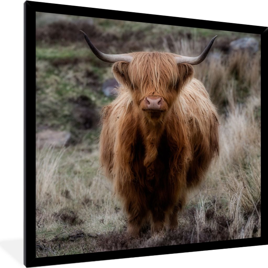 MuchoWow Gerahmtes Poster Schottischer Hochländer - Moos - Gras 40x40 cm - Poster mit Schwarzem Bilderrahmen Wandposter Rahmen Foto Bilder - Mit...