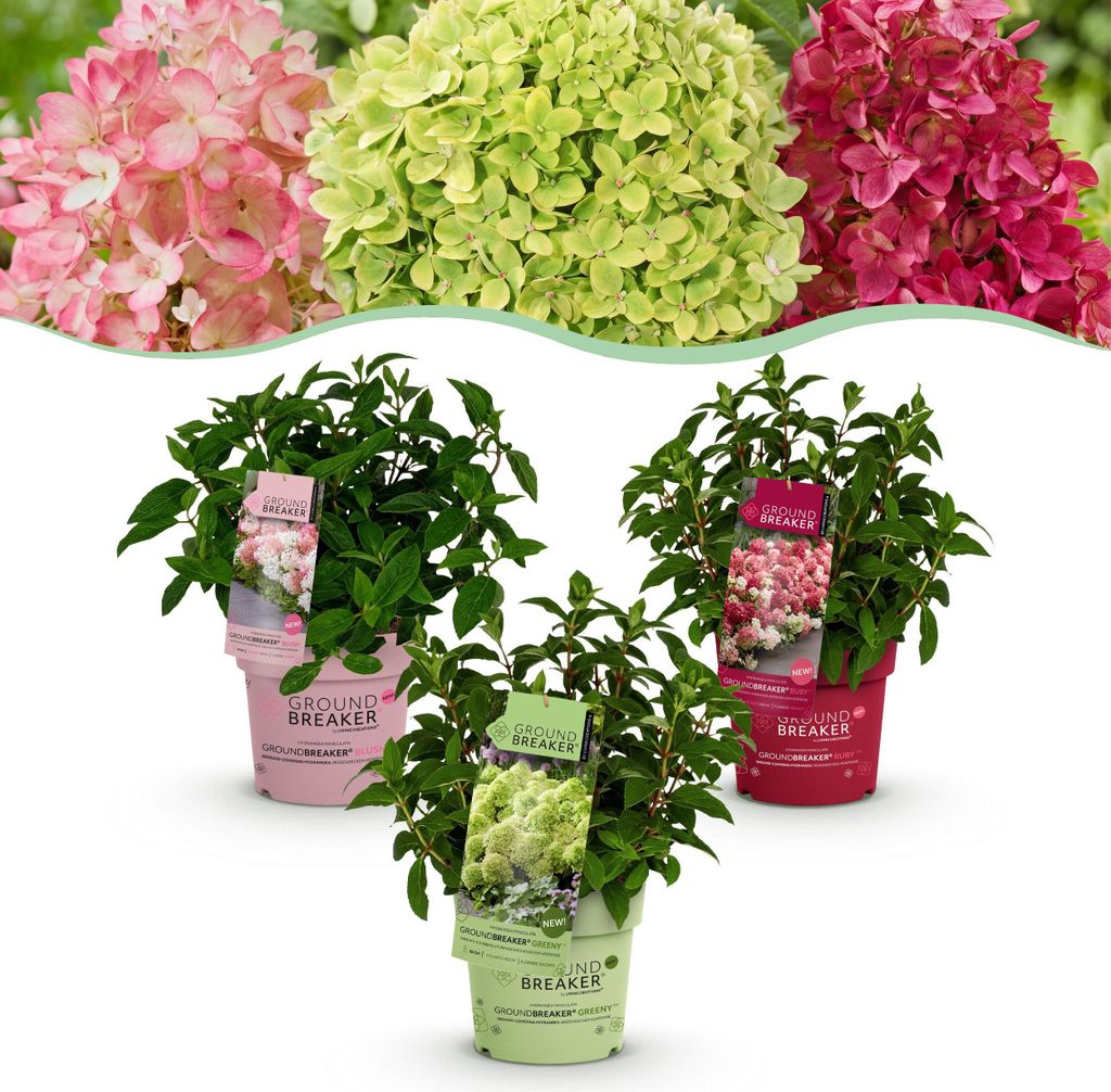 Hydrangea panniculata Groundbreaker Blush -Greeny - Ruby - Zdjęcie produktu 