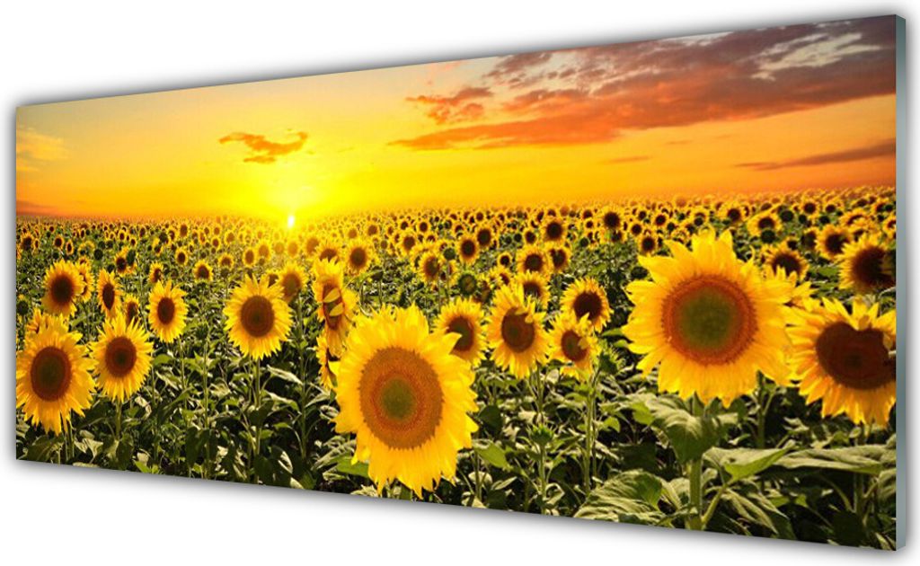 Glasbilder 125x50 Wandbild Druck auf Glas Sonnenblumen Pflanzen