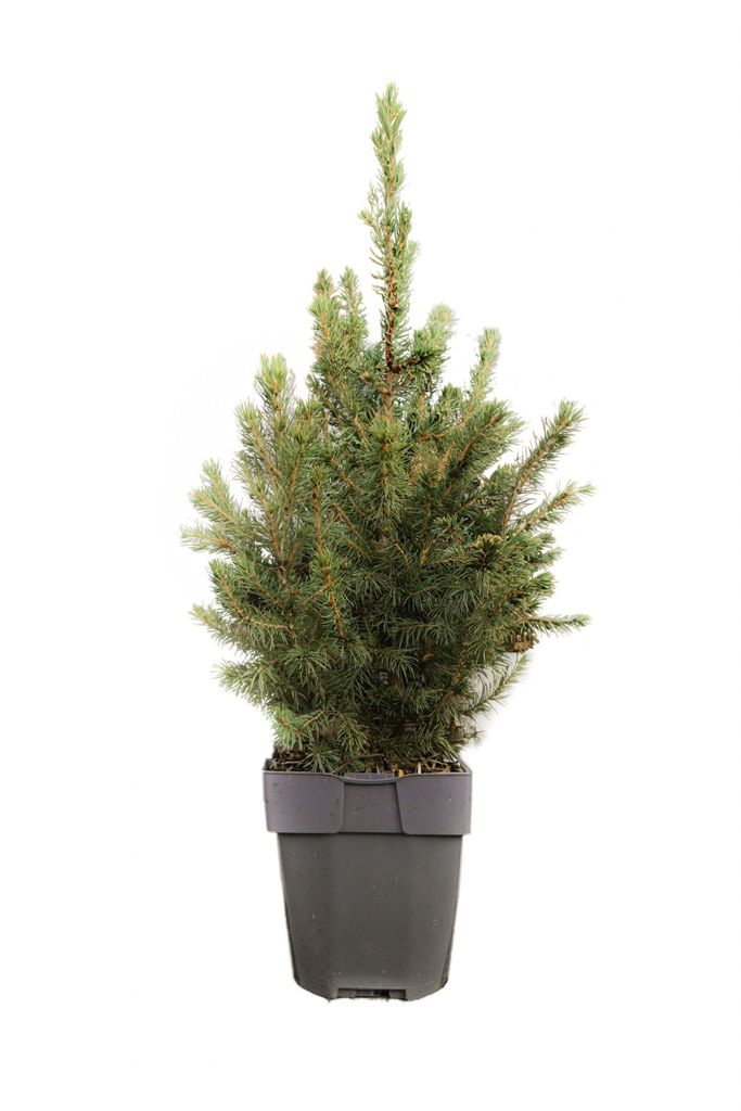 Zuckerhutfichte - Tisch Weihnachtsbaum - mini Weihnachtsbaum - Picea glauca 'Conica' 30+ cm container