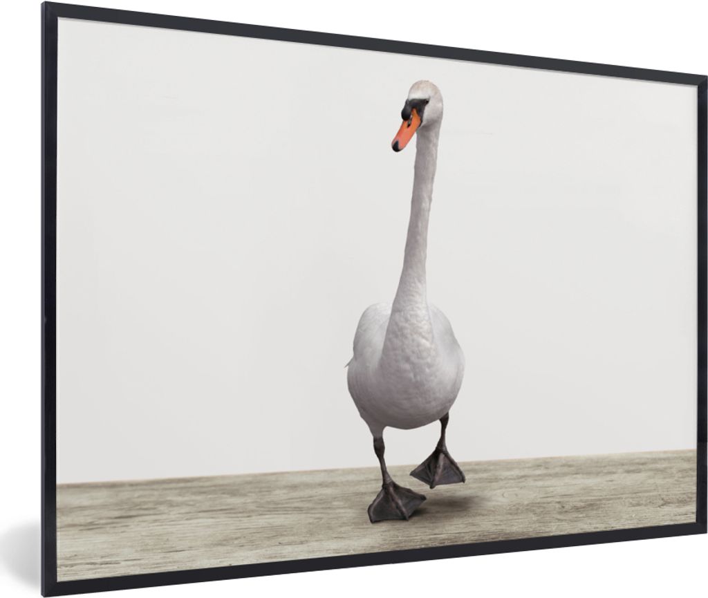 MuchoWow Gerahmtes Poster Schwan - Tiere - Vogel - Jungen - Mädchen - Kinder 90x60 cm - Poster mit Schwarzem Bilderrahmen Wandposter Rahmen Foto...