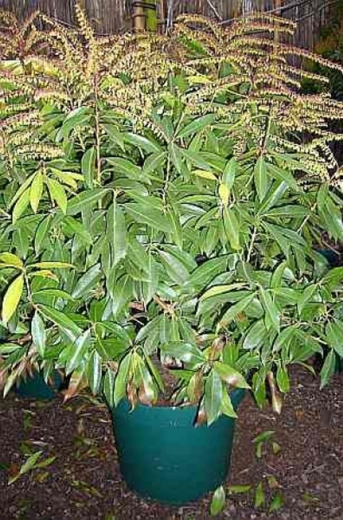 Pieris japonica Brouwers Beauty - Japanische Lavendelheide - 30-40 -