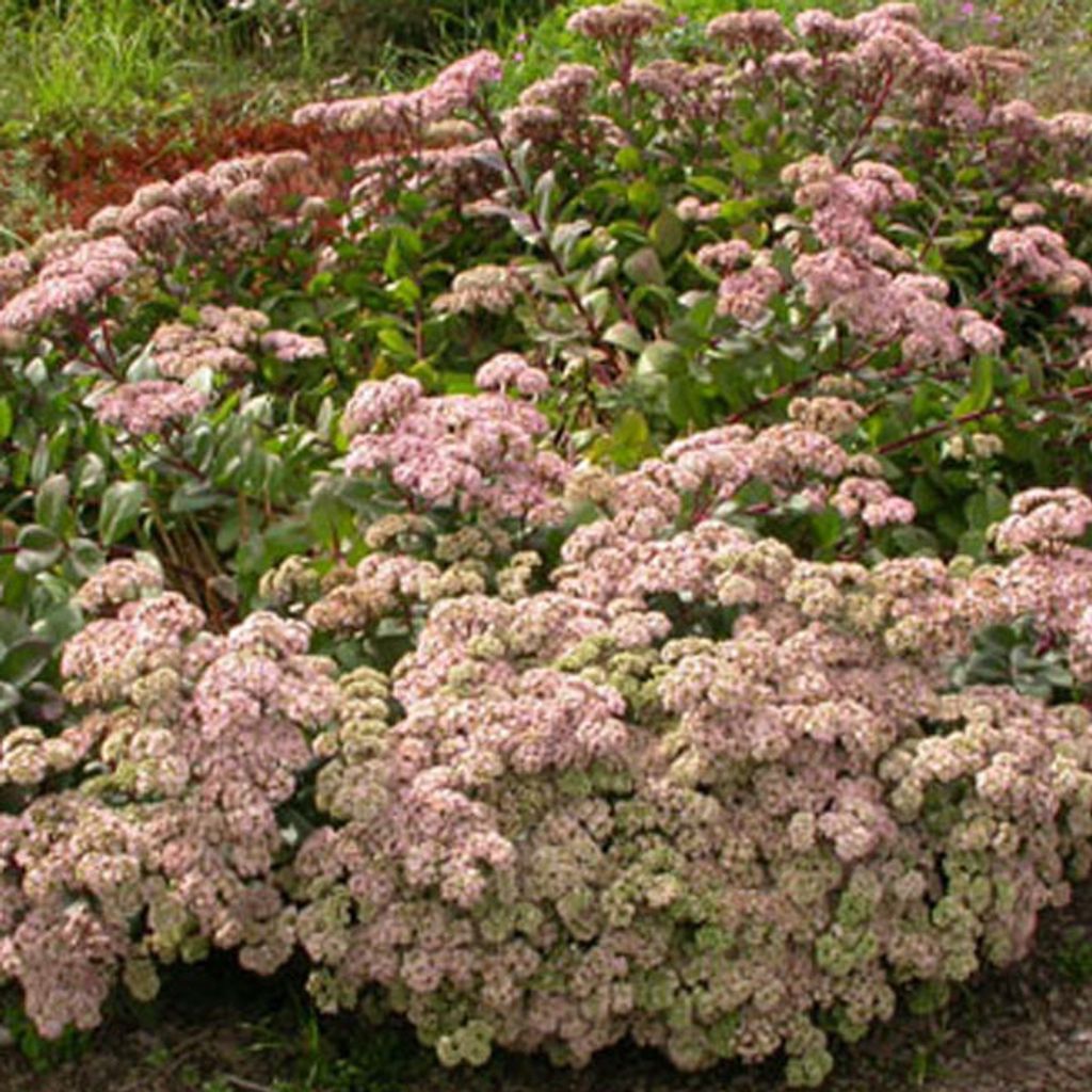 6 x Grote vetplant - Sedum 'Matrona' | Pot van 9x9 cm Productafbeelding 