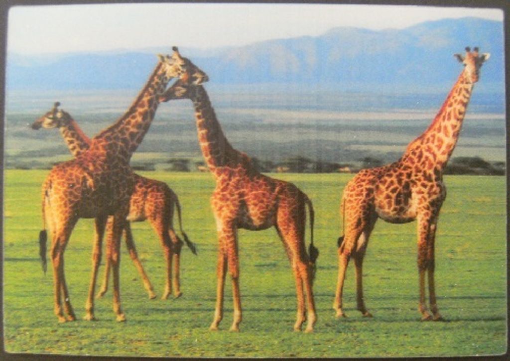 3 D Ansichtskarte Giraffen, Tiere Postkarte Wackelkarte Produktbild 