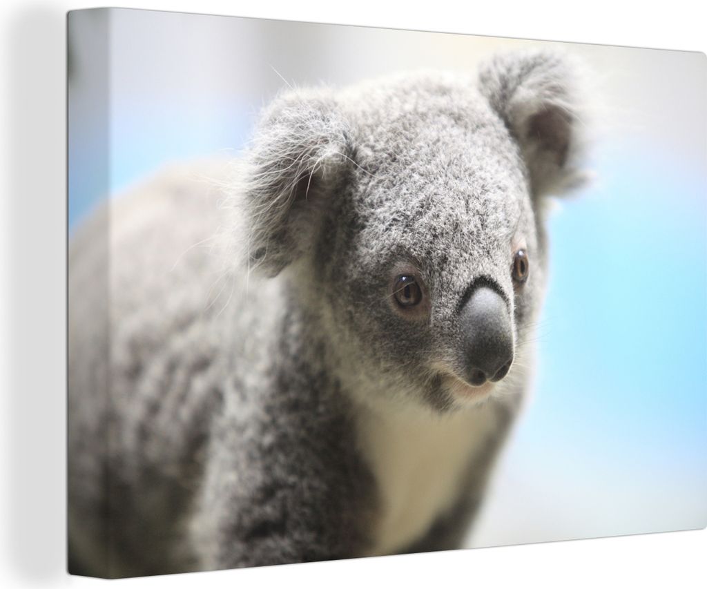 OneMillionCanvasses - Leinwandbilder - 150x100 cm, Koala - Nahaufnahme - Tier - Kinder - Jungen - Mädchen, Wandbilder Kunstdruck Wanddekoration