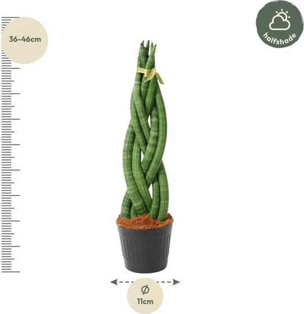 Plante d'intérieur Sansevieria cylindrica Twist 40 cm facile à vivre