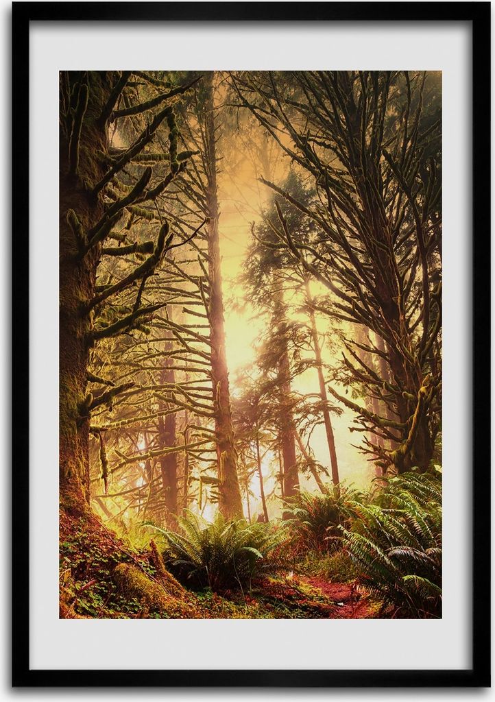 Bild - Bilderrahmen - 50 cm x 70 cm - MDF - Rahmen - Wandkunst Regenwald