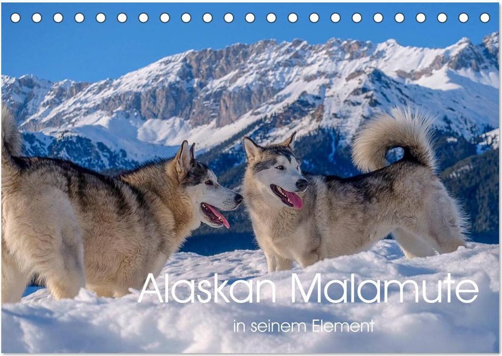 Alaskan Malamute in seinem Element (Tischkalender 2026 DIN A5 quer), CALVENDO Monatskalender