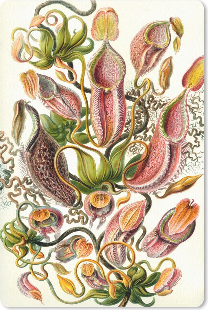 MuchoWow Mauspad Mousepad Design - Botanisch - Fleischfressende Pflanze - Ernst Haeckel 18x27 cm - Mousepads - Maus Mat - Pad - Mausunterlage