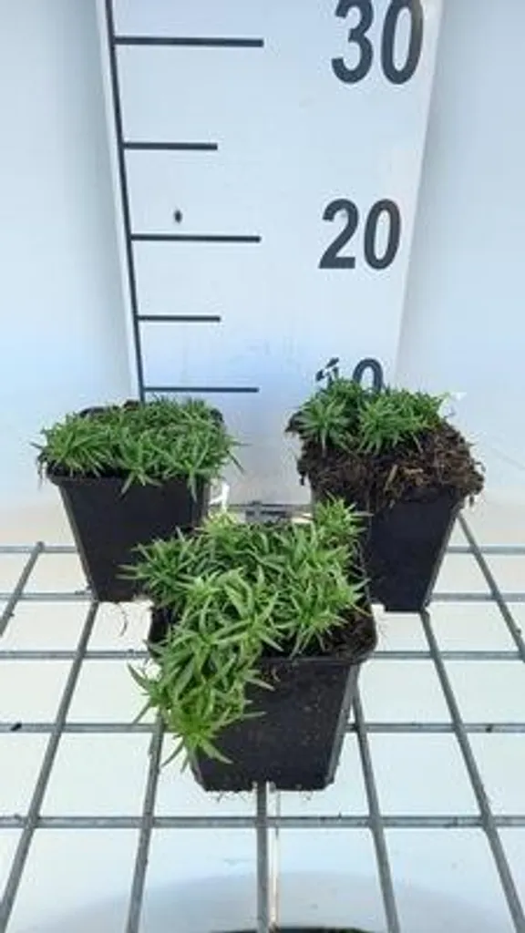 Couvre-sol anti-mauvaises herbes Phlox Snowflake - 6 Fleur de flamme 9cm