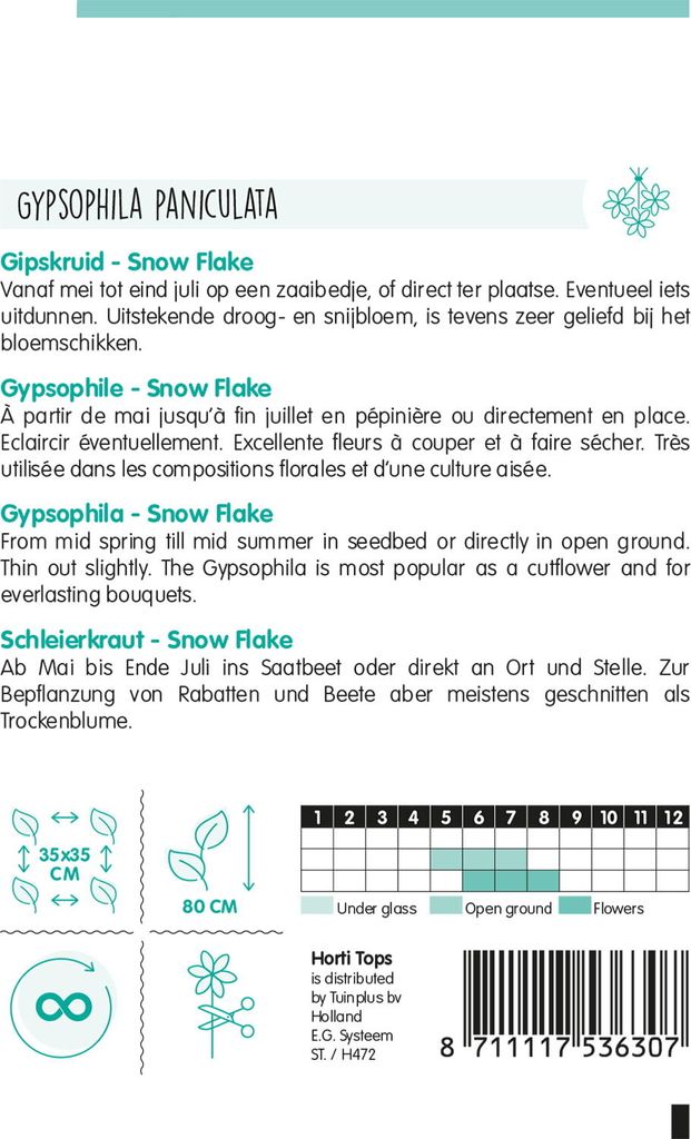 Schleierkraut Schneeflocke | Blumensamen von Hortitops