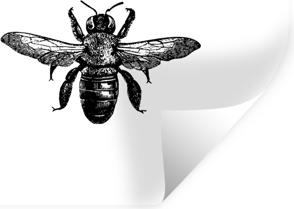 MuchoWow Wandtattoo Wandsticker Wandaufkleber Biene - Insekt - Vintage - Schwarz und weiß 120x90 cm Selbstklebend und Repositionierbar - Aufkleber