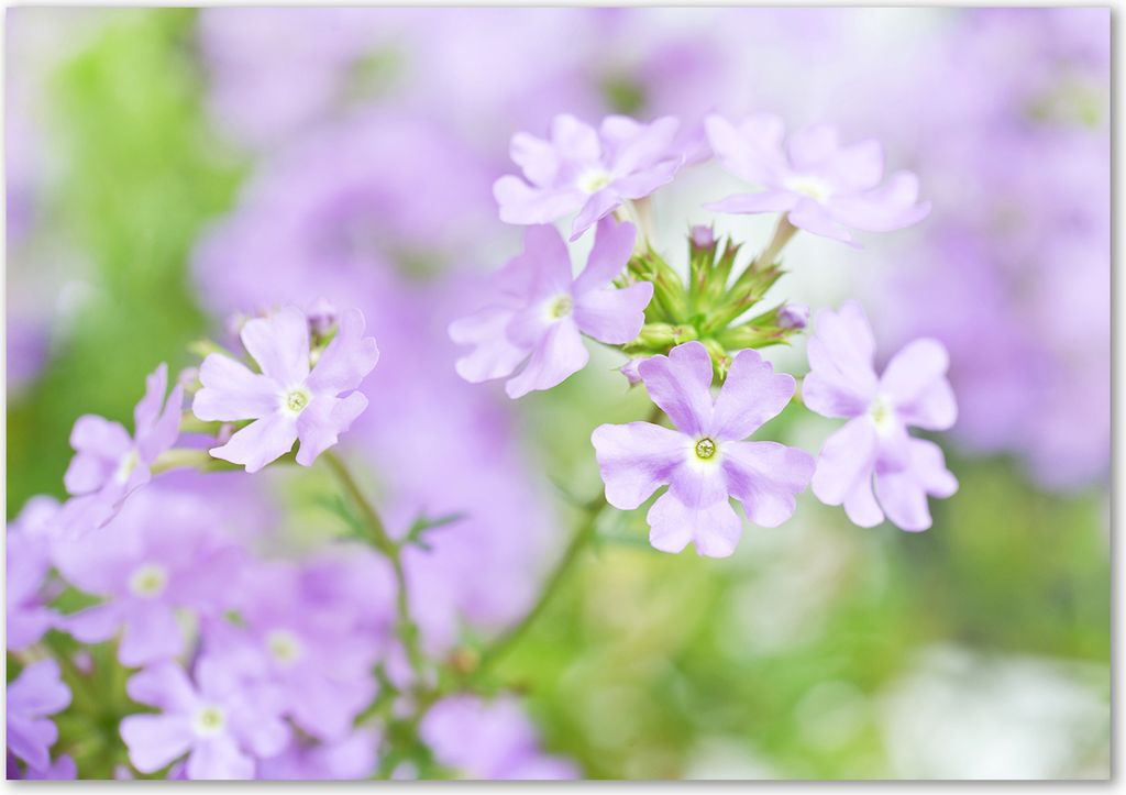 Tulup Leinwandbild - 100x70 cm - Wandkunst - Drucke auf Leinwand - Leinwanddruck - Blumen & Pflanzen - Lila - Eisenkraut