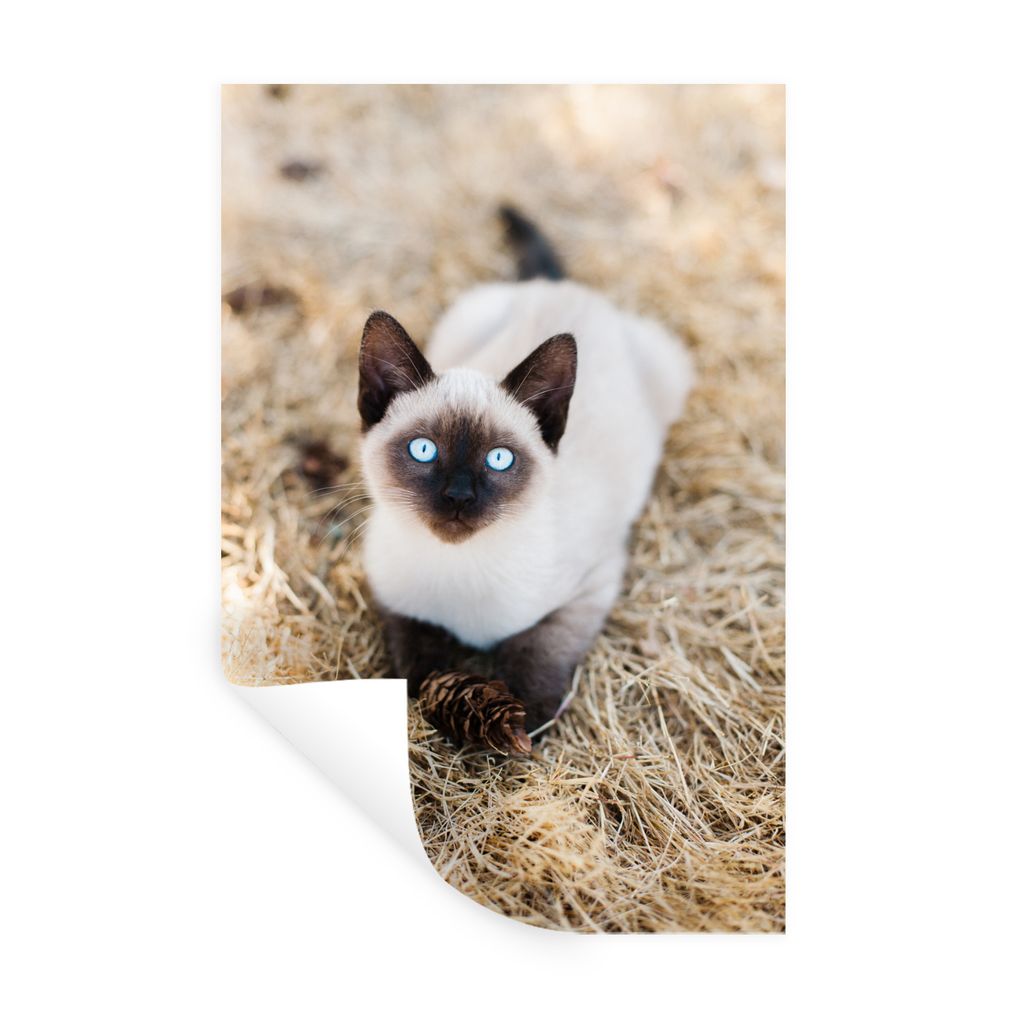 MuchoWow Wandtattoo Wandsticker Wandaufkleber Ein siamesisches Kätzchen mit blauen Augen im Heu 40x60 cm Selbstklebend und Repositionierbar - Wi...