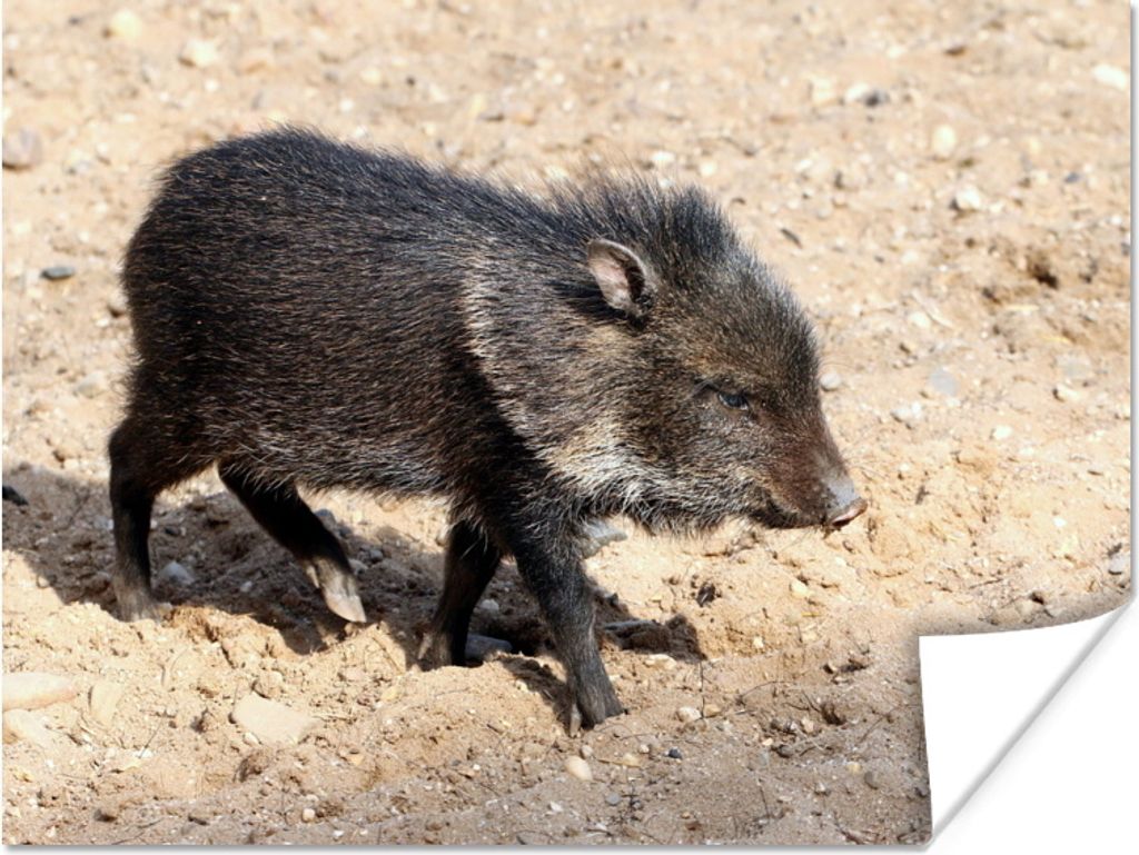 MuchoWow Poster Groß - Schwein - Wild 120x90 cm - Wandbild