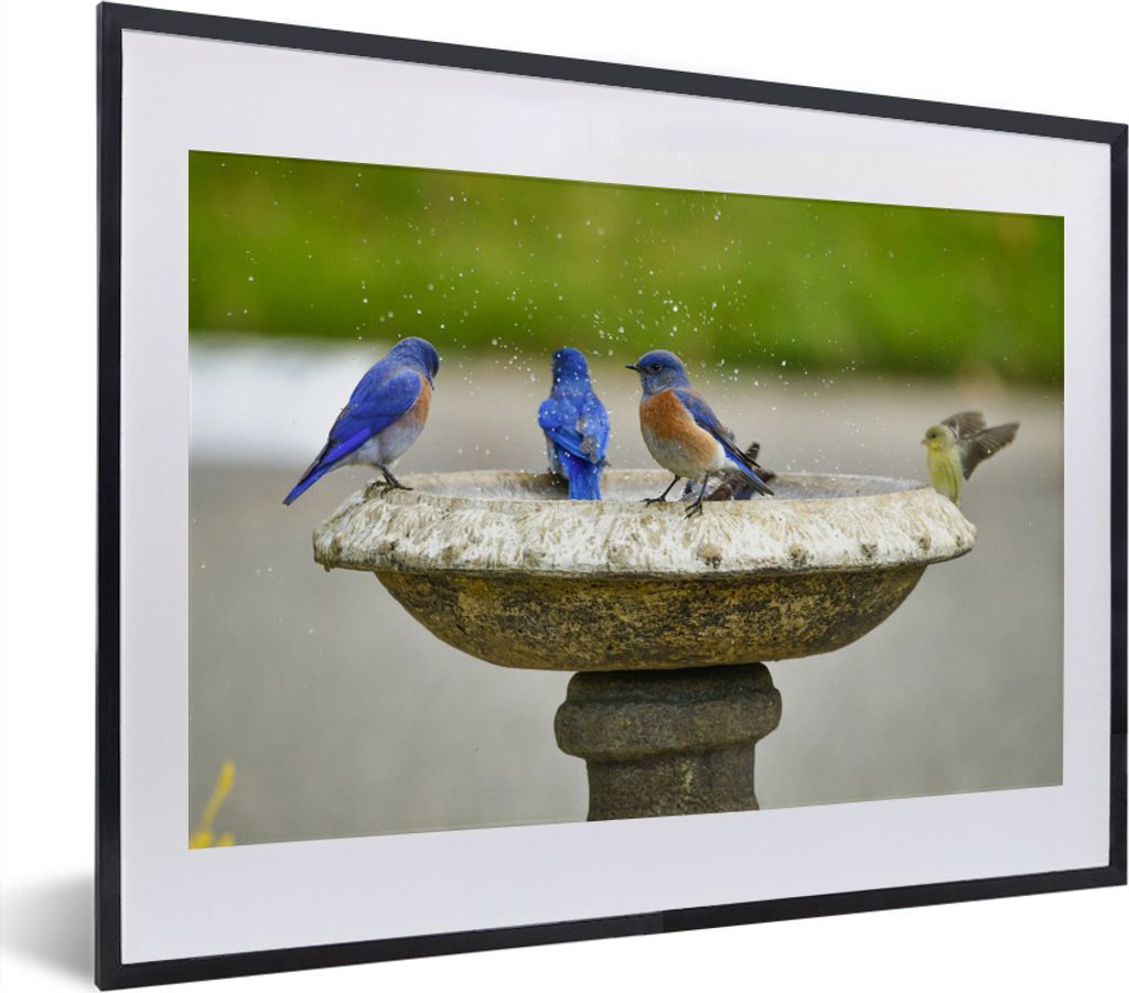 MuchoWow MuchoWow Gerahmtes Poster Vogel - Vogeltränke - Wasser 40x30 cm - Poster mit zchwarzem Bilderrahmen - Bilderrahmen - Poster im Rahmen