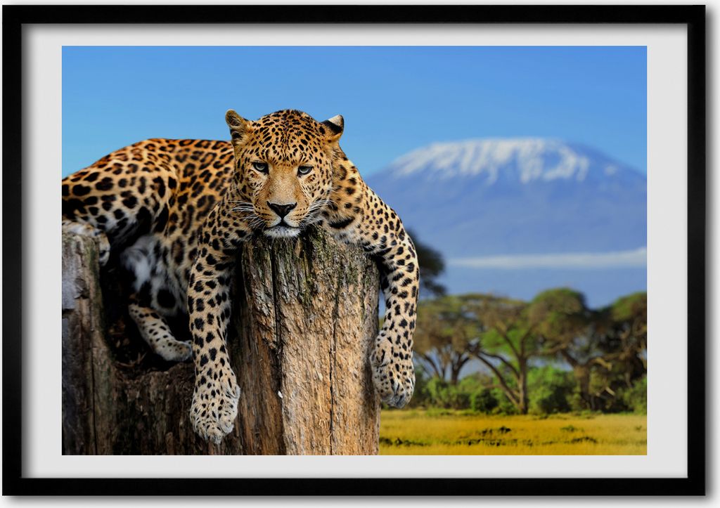 Bild - Bilder - Bilderrahmen - 70 cm x 50 cm - MDF-Rahmen, Wandkunst Leopard auf einem Baumstumpf