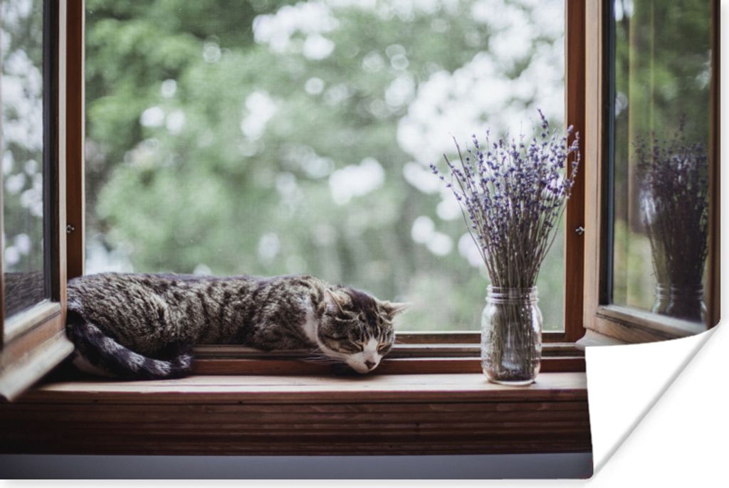 MuchoWow Poster Zypresse Katze aus dem Fenster 30x20 cm - Plakate - Print