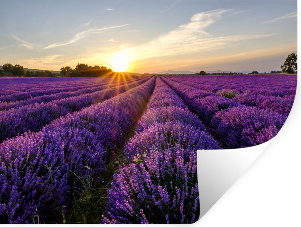 MuchoWow Wandtattoo Wandsticker Wandaufkleber Lavendel - Blumen - Sonnenuntergang - Lila 160x120 cm Selbstklebend und Repositionierbar - Selbstkl...