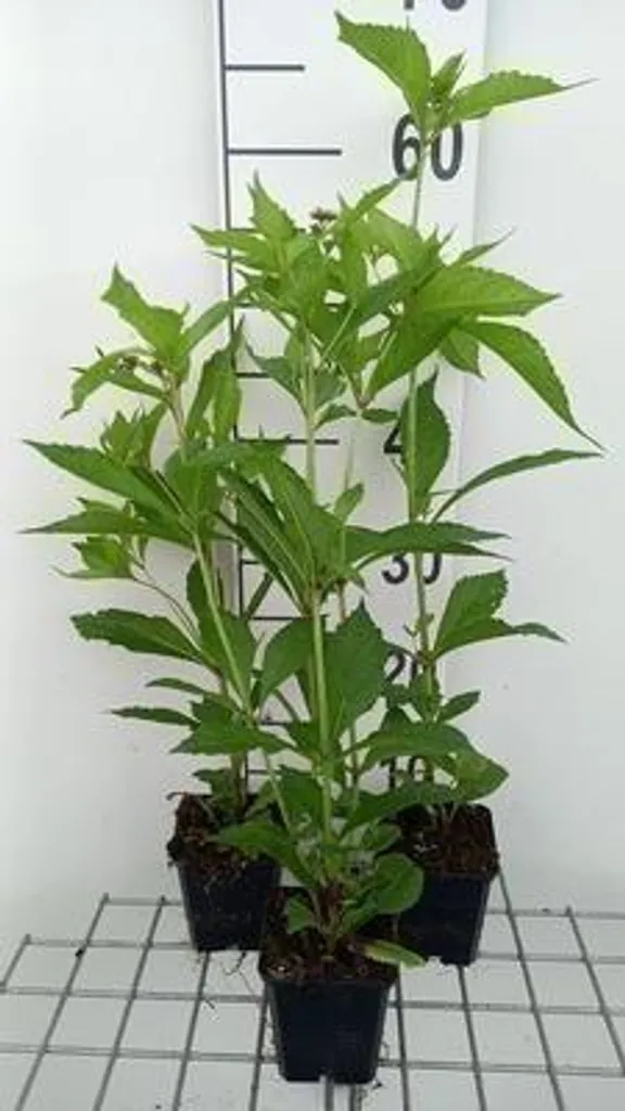 Moutarde d'eau Eupatorium Mask : 6 vivaces pour sols humides et frais