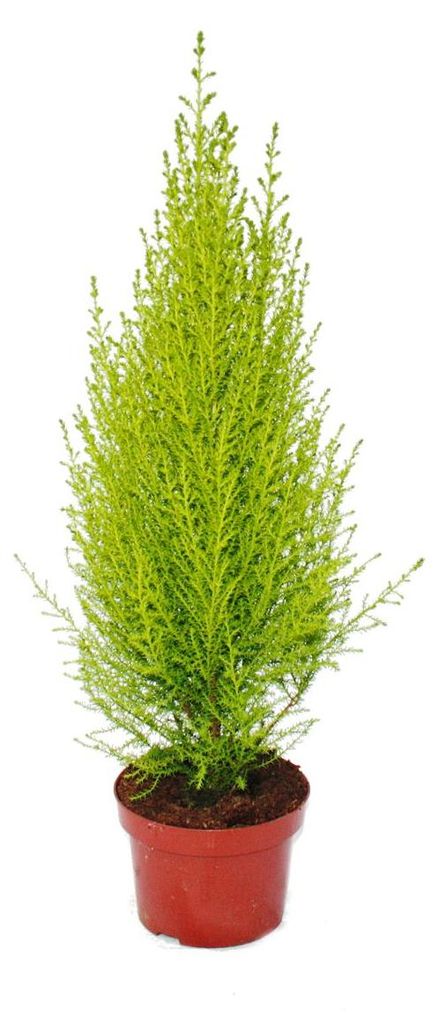 Exotenherz – Zimmerzypresse – Cupressus macrocarpa „Wilma“ Produktbild 