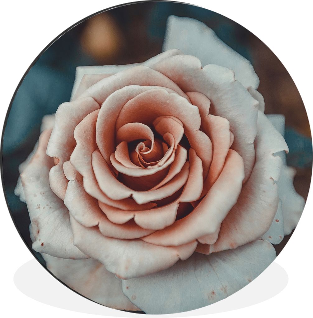 MuchoWow Aluminium Wandkreis Blume - Weiß - Rosa Ø 30 cm Wanddeko Modern Wohnzimmer - Wand Bild - Wohnzimmer - Runde Bilder - Alubilder - Kunst...